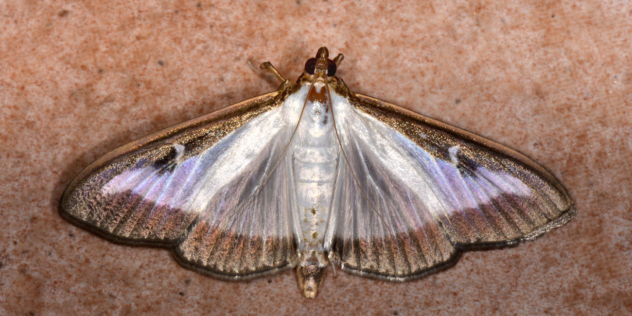 Cydalima perspectalis - Crambidae? S